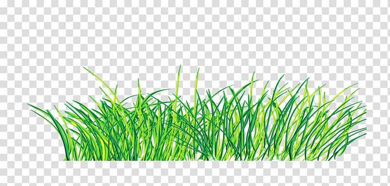 Green , Hand painted green grass decoration pattern transparent background PNG clipart