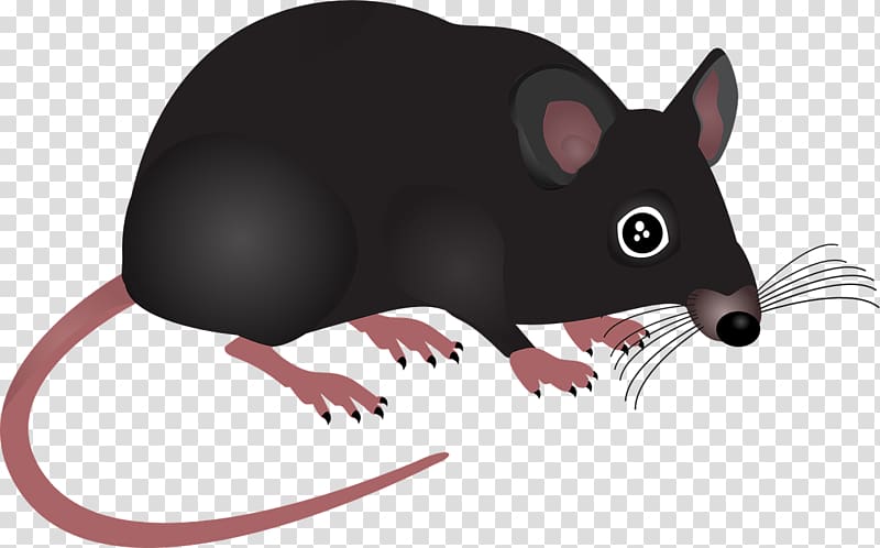 Computer mouse Rodent , Mouse animal transparent background PNG clipart