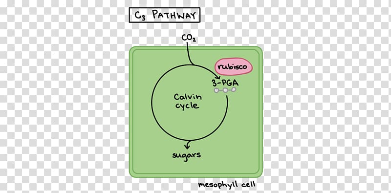 C3 carbon fixation Crassulacean acid metabolism C4 carbon fixation respiration, pathway transparent background PNG clipart
