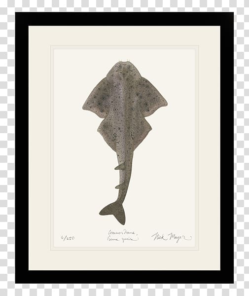 Angelshark Nick Mayer Art, LLC Fish Atlantic Ocean, shark transparent background PNG clipart