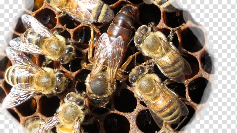 Western honey bee Queen bee Worker bee Beehive, beehive transparent background PNG clipart