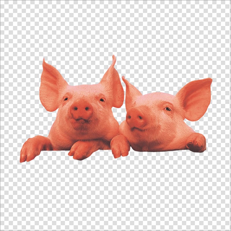 Domestic pig Live, pig transparent background PNG clipart