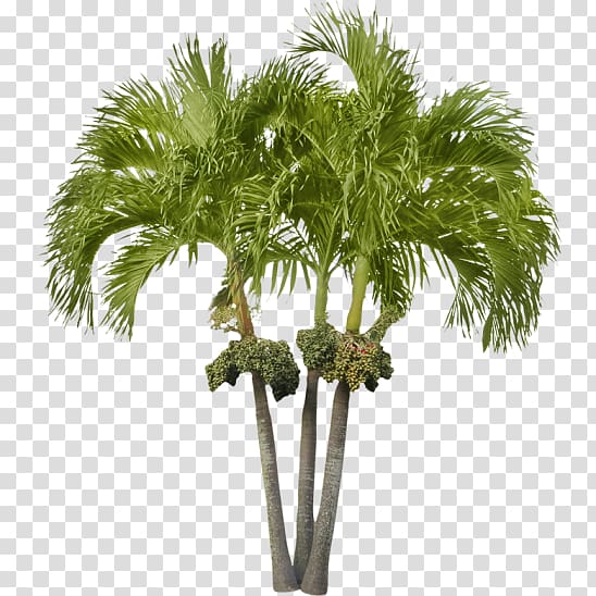 Arecaceae Asian palmyra palm Attalea speciosa Date palm Tree, small tree transparent background PNG clipart