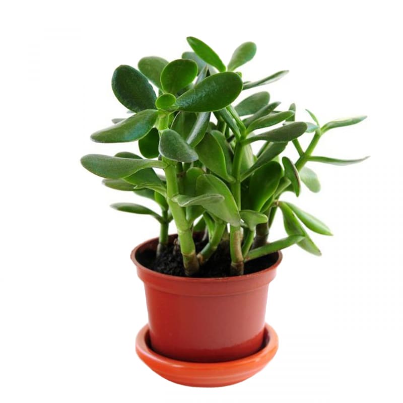 Jade plant Kalanchoe blossfeldiana Succulent plant, succulent transparent background PNG clipart