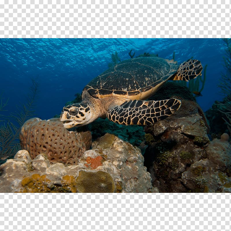 Loggerhead sea turtle Hawksbill sea turtle Coral reef Box turtle, turtle transparent background PNG clipart