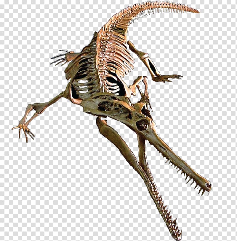 Velociraptor Champsosaurus Tyrannosaurus Judith River Formation Maiasaura, 3d teeth transparent background PNG clipart