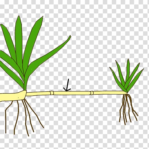 Stolon Plant stem Plant reproduction Asexual reproduction, plant transparent background PNG clipart