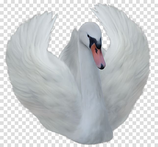 Cygnini , White Swan transparent background PNG clipart