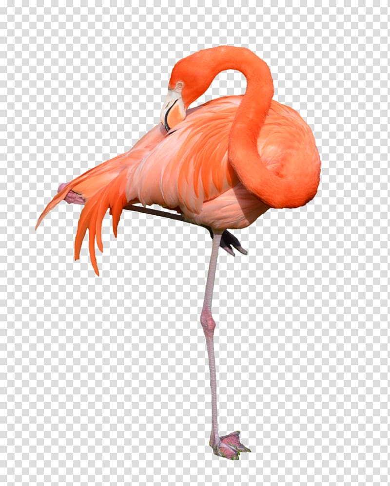 Flamingo , Flamingo transparent background PNG clipart