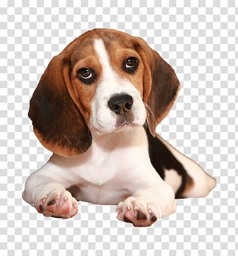 Beagle-Harrier Puppy Dachshund Basset Hound, dogs and cats transparent background PNG clipart