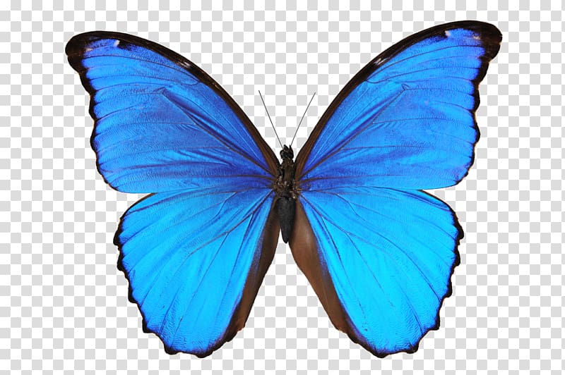 Butterfly Wall decal Morpho , blue butterfly transparent background PNG clipart