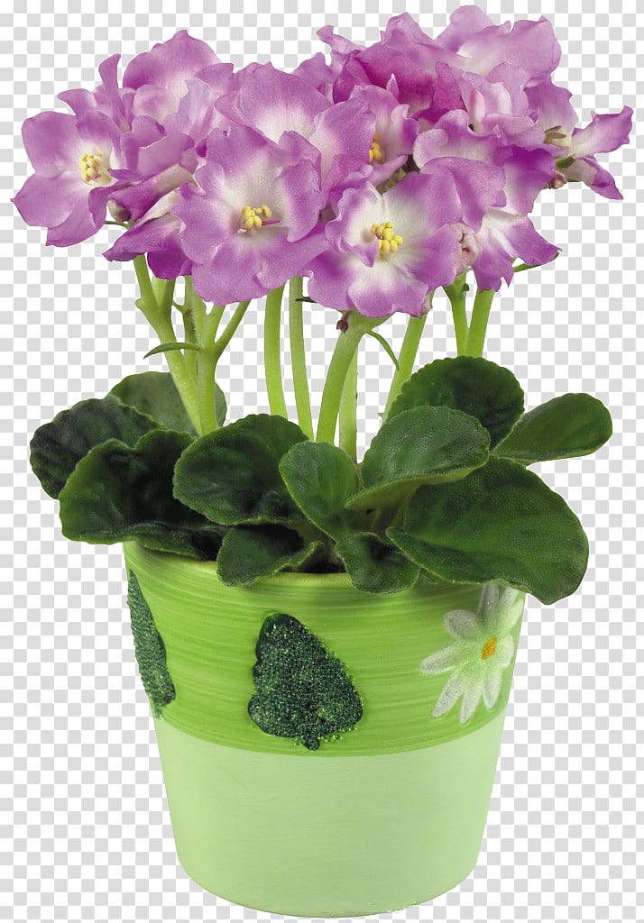 Flowerpot African violets, others transparent background PNG clipart