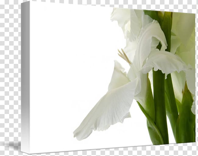 Flower Gladiolus Bulb, gladiolus transparent background PNG clipart