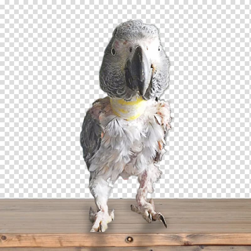 Parrot Bird Beak Elizabethan collar, African Grey transparent background PNG clipart