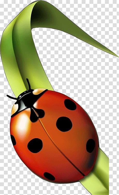 Insect Seven-spot ladybird Aphid Garderie Coccinelles (Les) , insect transparent background PNG clipart