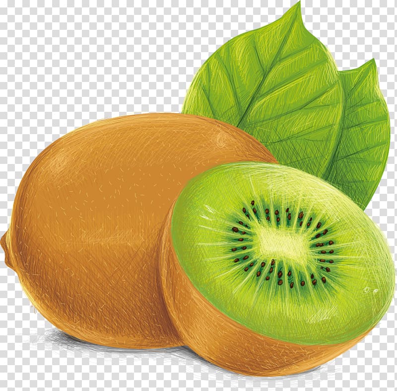 Kiwi fruit , Kiwifruit Vecteur Illustration, Kiwi transparent