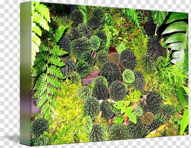 Moss Biome Aquariums Vegetation Aquatic Plants, Forest Floor transparent background PNG clipart