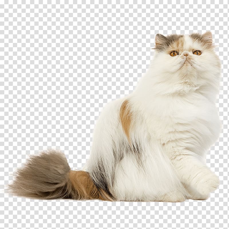 Persian cat Maine Coon Pixie-bob British Shorthair American Shorthair, persian transparent background PNG clipart