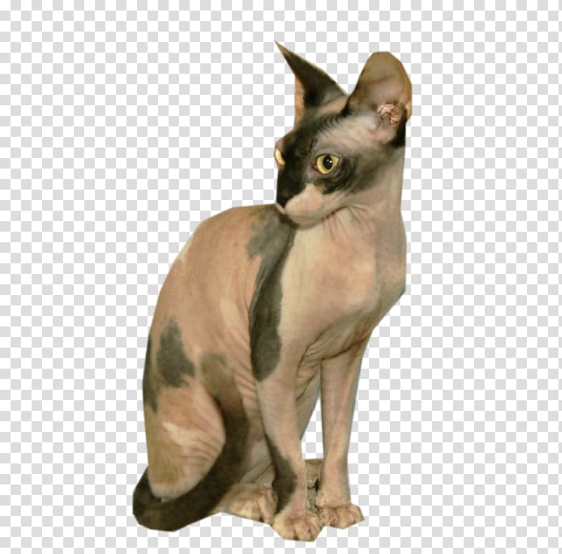 Sphynx cat Devon Rex Peterbald Whiskers Chihuahua, kitten transparent background PNG clipart