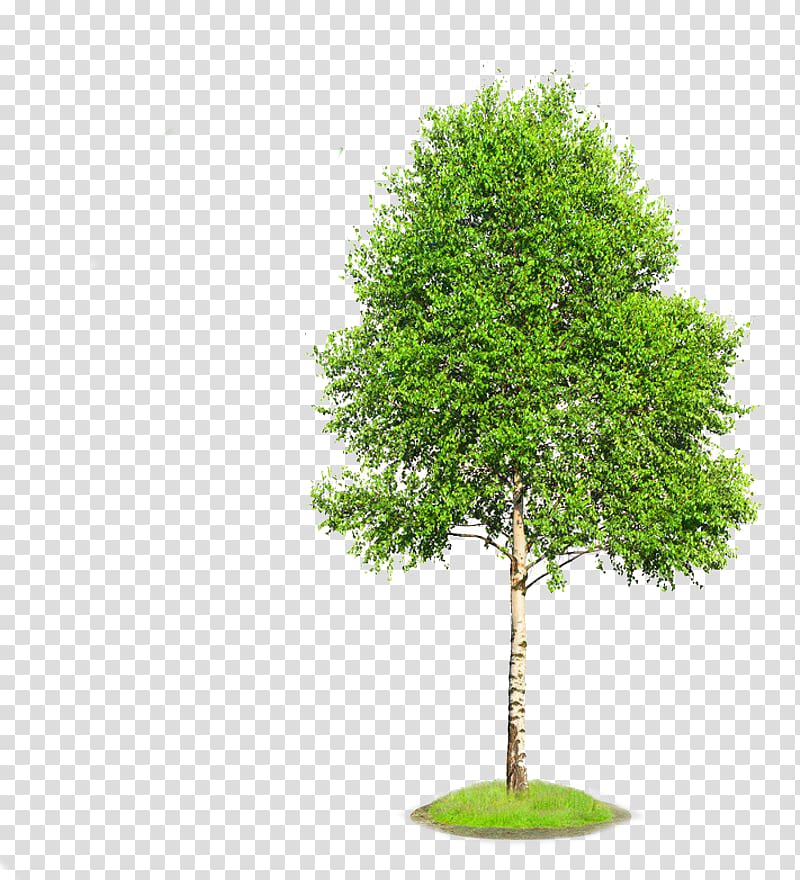 Gray birch Tree, tree transparent background PNG clipart