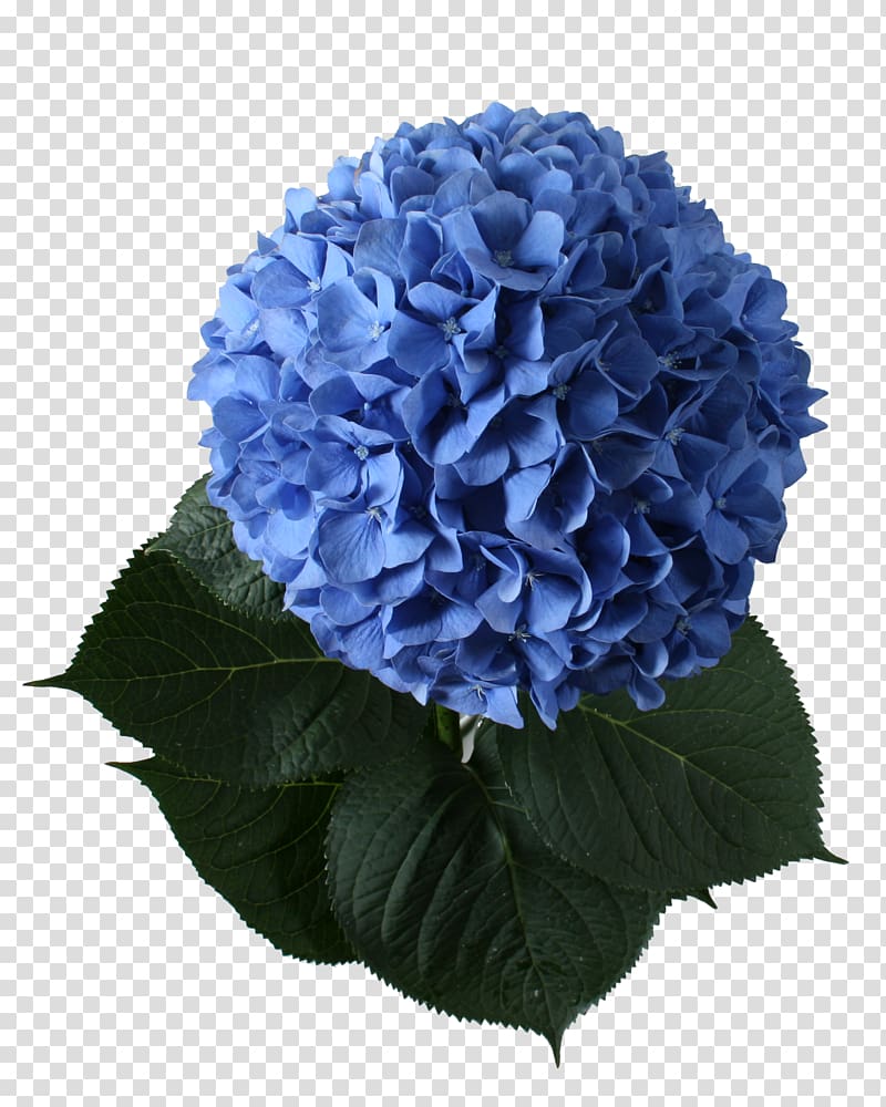 French hydrangea Cut flowers Plant Blue, hydrangea transparent background PNG clipart