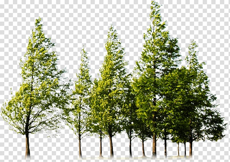 Stoneleigh Woods At Riverhead Carmel Forest Tree, forest transparent background PNG clipart