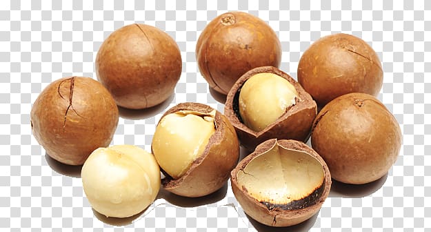 Macadamia oil Australian cuisine Nut Food, others transparent background PNG clipart