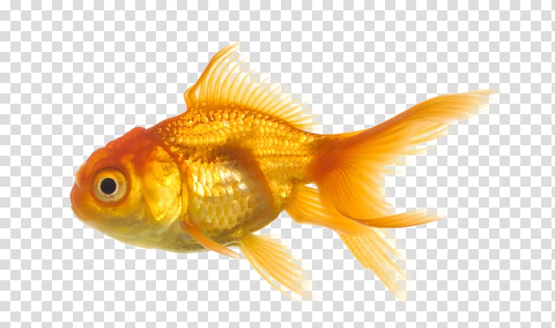 Goldfish, Fish transparent background PNG clipart