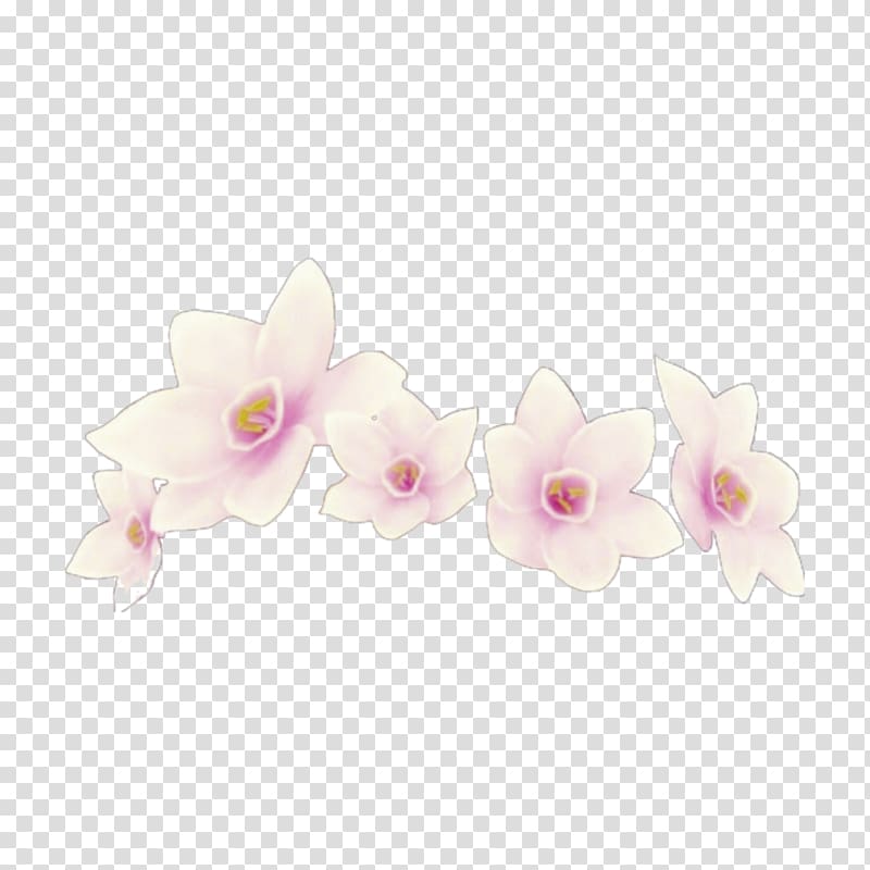 Moth orchids Cut flowers Petal, simple white wedding flower crown transparent background PNG clipart