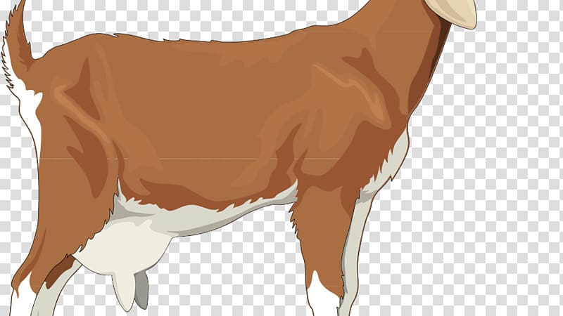 Golden Guernsey Boer goat Sheep Russian White goat , sheep transparent background PNG clipart