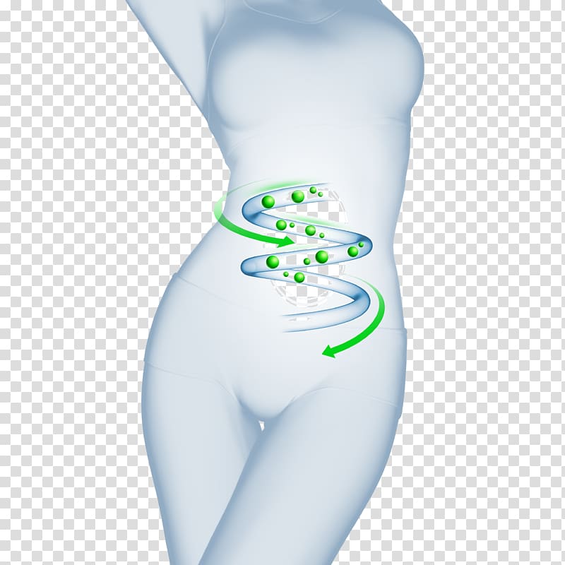 woman's body with stomach circulation art, Intestine u51cfu80a5 Probiotic Body Health, Creative Women intestinal weight loss advertising definition transparent background PNG clipart