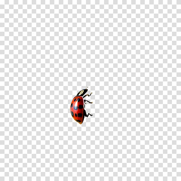 Ladybird Encapsulated PostScript Icon, Ladybug transparent background PNG clipart