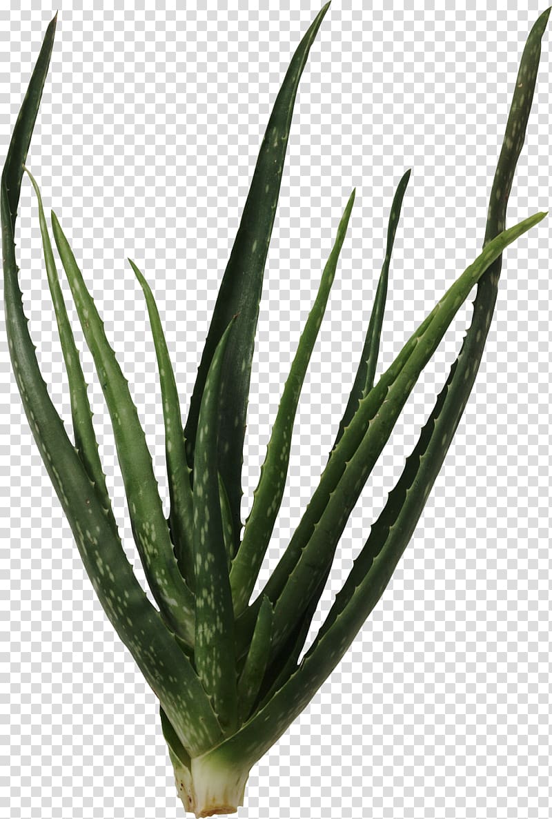 Succulent plant Cactaceae Aloe vera , cactus transparent background PNG clipart