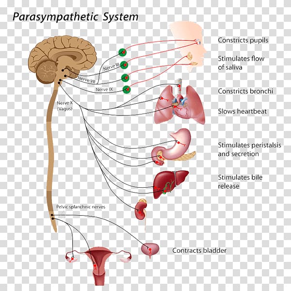 The Autonomic Nervous System Parasympathetic nervous system, cranial nerve transparent background PNG clipart