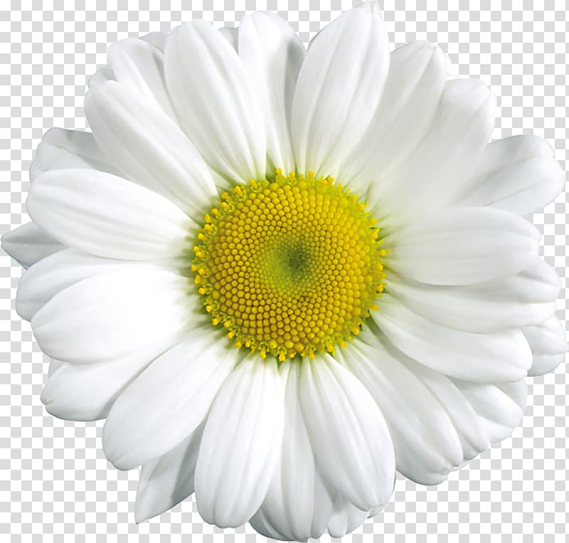 Common daisy Daisy family Flower , flower transparent background PNG clipart
