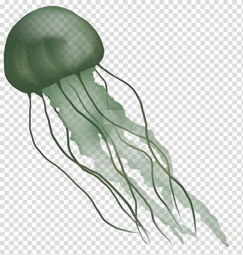 Marine invertebrates Drawing Organ, design transparent background PNG clipart