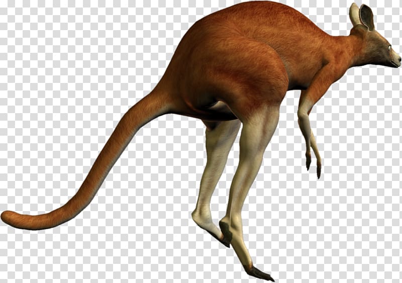 Kangaroo Scape, Kangaroo transparent background PNG clipart