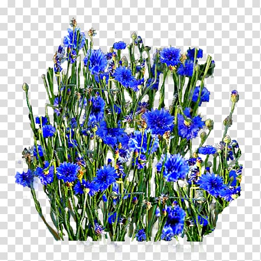 Book English lavender Cornflower Writing Fiction, cornflower transparent background PNG clipart