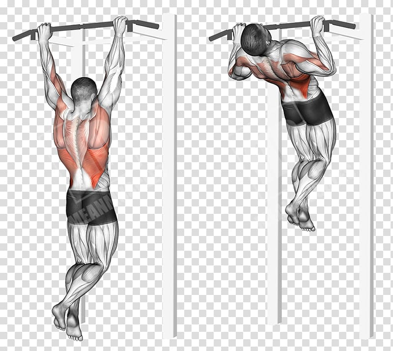 Shoulder Physical fitness Hip Weight training Knee, pull&bear transparent background PNG clipart