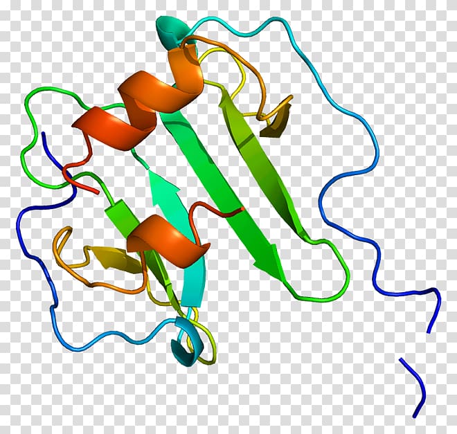 Stromal cell-derived factor 1 CXC chemokine receptors CXCR4 Cytokine, others transparent background PNG clipart