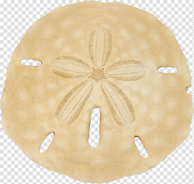 beitge sand dollar, Keyhole sand dollar , sand dollar transparent background PNG clipart