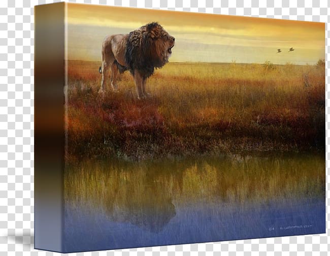 Painting Cattle Lion Wildlife Gallery wrap, african grasslands transparent background PNG clipart