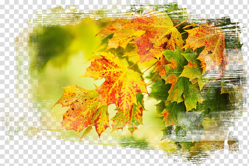 Autumn Desktop Desktop metaphor Wide XGA UXGA, autumn transparent background PNG clipart