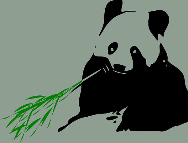 Giant panda Bamboo Red panda , Panda Eating transparent background PNG clipart