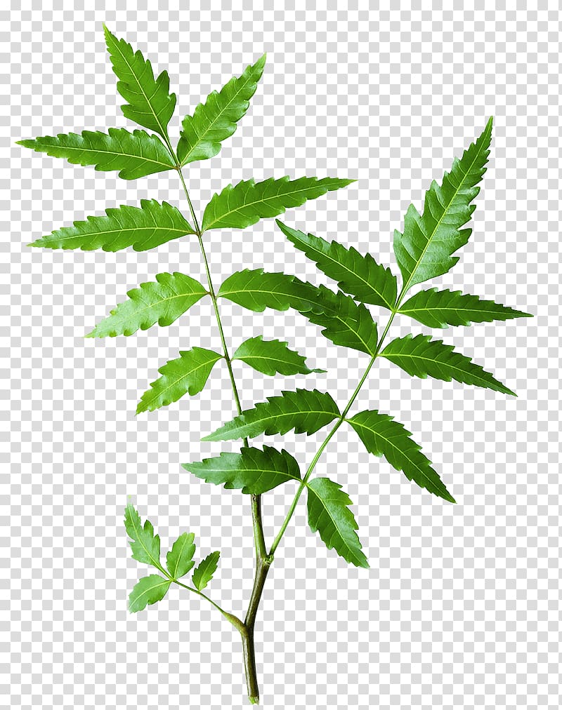 green leafed plant, Neem Tree The Himalaya Drug Company Neem oil Ayurveda Herb, Neem Oil transparent background PNG clipart