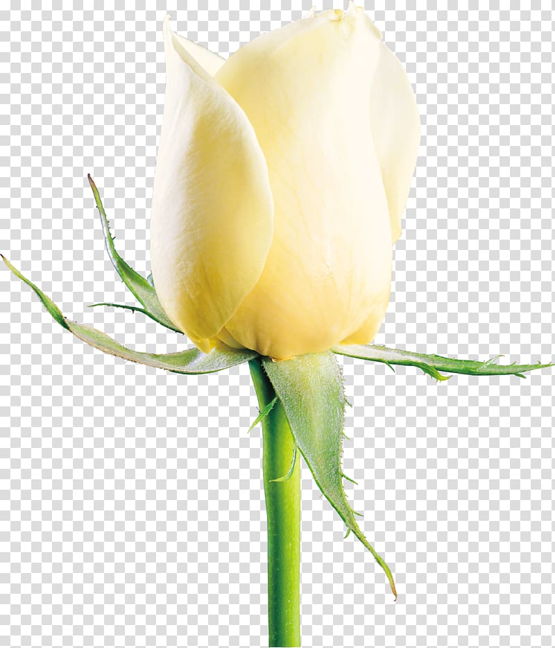 White roses transparent background PNG clipart