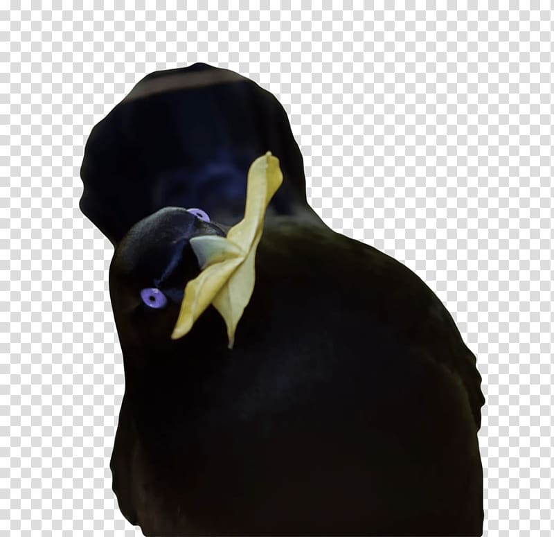 crow with leaf, Lemme Smash Yellow transparent background PNG clipart