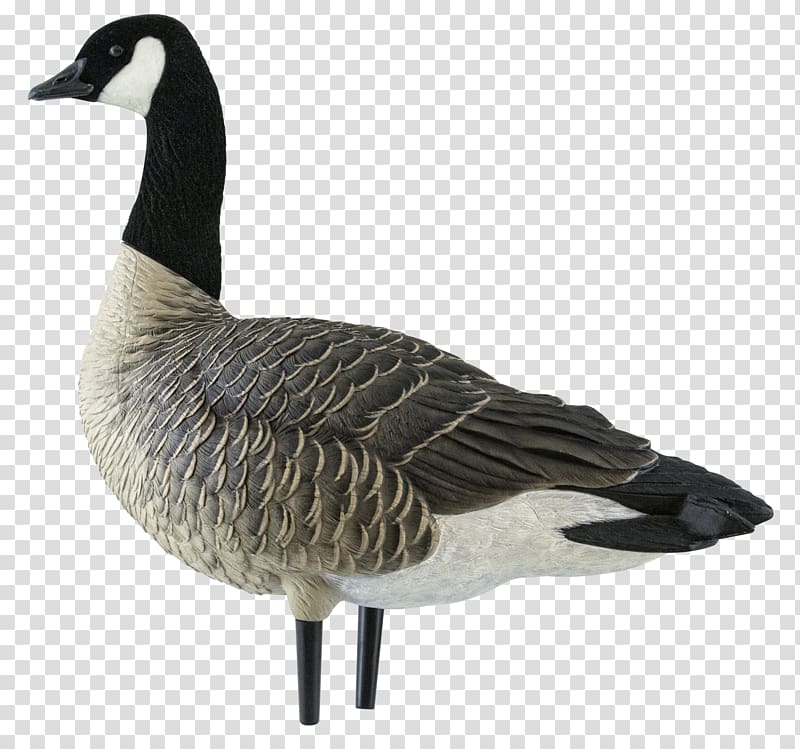 Canada Goose Duck Decoy, goose transparent background PNG clipart