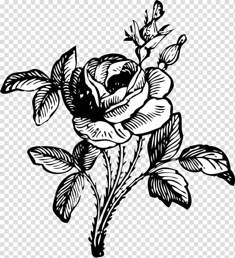 Rose Flower Drawing , Black And White Rose Drawings transparent background PNG clipart