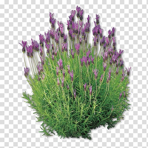 purple flowers, English lavender French lavender Plant Pianta aromatica Lavandula dentata, lavanda transparent background PNG clipart